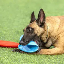 Flexi-Fly Rubber Dog Frisbee